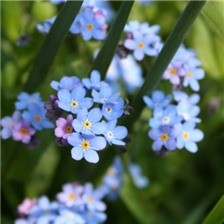 微距勿忘我花朵高清摄影图片